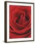 Blooming Red Rose-null-Framed Photographic Print