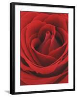 Blooming Red Rose-null-Framed Photographic Print