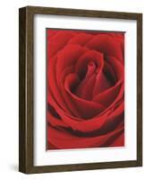 Blooming Red Rose-null-Framed Photographic Print