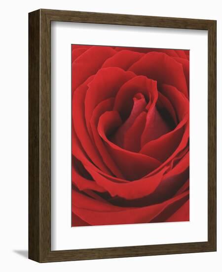 Blooming Red Rose-null-Framed Photographic Print