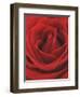 Blooming Red Rose-null-Framed Photographic Print