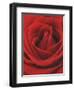 Blooming Red Rose-null-Framed Photographic Print