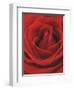 Blooming Red Rose-null-Framed Photographic Print