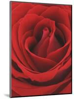 Blooming Red Rose-null-Mounted Photographic Print