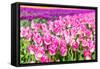 Blooming Rows of Tuips in Holland. Spring-Maugli-l-Framed Stretched Canvas