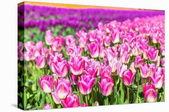 Blooming Rows of Tuips in Holland. Spring-Maugli-l-Stretched Canvas