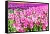 Blooming Rows of Tuips in Holland. Spring-Maugli-l-Framed Stretched Canvas