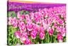 Blooming Rows of Tuips in Holland. Spring-Maugli-l-Stretched Canvas