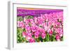 Blooming Rows of Tuips in Holland. Spring-Maugli-l-Framed Photographic Print