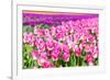 Blooming Rows of Tuips in Holland. Spring-Maugli-l-Framed Photographic Print