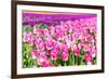 Blooming Rows of Tuips in Holland. Spring-Maugli-l-Framed Photographic Print