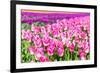 Blooming Rows of Tuips in Holland. Spring-Maugli-l-Framed Photographic Print