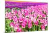 Blooming Rows of Tuips in Holland. Spring-Maugli-l-Mounted Photographic Print