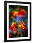 Blooming Royal Poinciana-Darrell Gulin-Framed Photographic Print