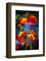 Blooming Royal Poinciana-Darrell Gulin-Framed Photographic Print