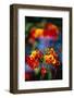 Blooming Royal Poinciana-Darrell Gulin-Framed Photographic Print