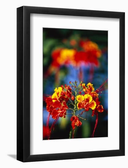 Blooming Royal Poinciana-Darrell Gulin-Framed Photographic Print