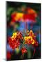 Blooming Royal Poinciana-Darrell Gulin-Mounted Photographic Print