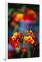 Blooming Royal Poinciana-Darrell Gulin-Framed Photographic Print