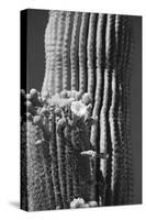 Blooming Saguaro Cactus-Anna Miller-Stretched Canvas