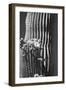 Blooming Saguaro Cactus-Anna Miller-Framed Photographic Print
