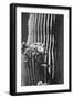 Blooming Saguaro Cactus-Anna Miller-Framed Photographic Print