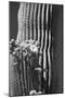 Blooming Saguaro Cactus-Anna Miller-Mounted Photographic Print