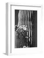 Blooming Saguaro Cactus-Anna Miller-Framed Photographic Print