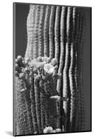 Blooming Saguaro Cactus-Anna Miller-Mounted Photographic Print