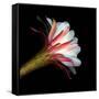 Blooming Single Cactus Flower Isolated Against Black Background-Christian Slanec-Framed Stretched Canvas