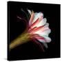 Blooming Single Cactus Flower Isolated Against Black Background-Christian Slanec-Stretched Canvas