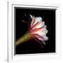 Blooming Single Cactus Flower Isolated Against Black Background-Christian Slanec-Framed Photographic Print