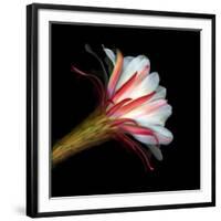 Blooming Single Cactus Flower Isolated Against Black Background-Christian Slanec-Framed Photographic Print