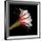 Blooming Single Cactus Flower Isolated Against Black Background-Christian Slanec-Framed Photographic Print