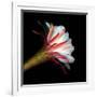 Blooming Single Cactus Flower Isolated Against Black Background-Christian Slanec-Framed Photographic Print