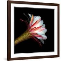 Blooming Single Cactus Flower Isolated Against Black Background-Christian Slanec-Framed Photographic Print