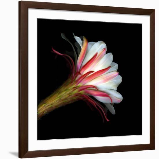 Blooming Single Cactus Flower Isolated Against Black Background-Christian Slanec-Framed Photographic Print