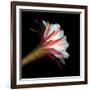 Blooming Single Cactus Flower Isolated Against Black Background-Christian Slanec-Framed Photographic Print