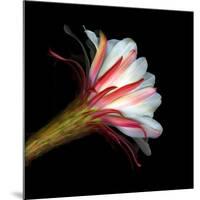 Blooming Single Cactus Flower Isolated Against Black Background-Christian Slanec-Mounted Photographic Print