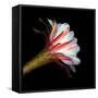 Blooming Single Cactus Flower Isolated Against Black Background-Christian Slanec-Framed Stretched Canvas