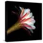 Blooming Single Cactus Flower Isolated Against Black Background-Christian Slanec-Stretched Canvas