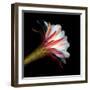 Blooming Single Cactus Flower Isolated Against Black Background-Christian Slanec-Framed Photographic Print