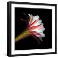 Blooming Single Cactus Flower Isolated Against Black Background-Christian Slanec-Framed Photographic Print