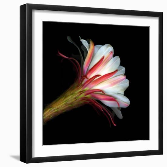 Blooming Single Cactus Flower Isolated Against Black Background-Christian Slanec-Framed Photographic Print