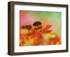 Blooming Sneeze Weed-Darrell Gulin-Framed Photographic Print