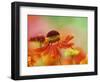 Blooming Sneeze Weed-Darrell Gulin-Framed Photographic Print