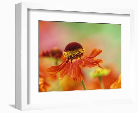 Blooming Sneeze Weed-Darrell Gulin-Framed Photographic Print