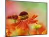 Blooming Sneeze Weed-Darrell Gulin-Mounted Photographic Print