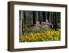 Blooming Spring-pudding-Framed Photographic Print