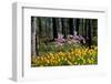 Blooming Spring-pudding-Framed Photographic Print